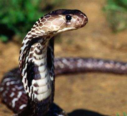 曼巴蛇VS眼镜王蛇,它们到底谁更厉害了?