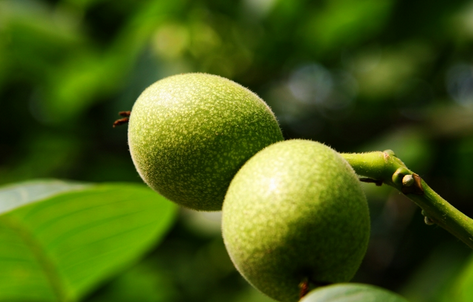 青皮核桃怎么泡酒