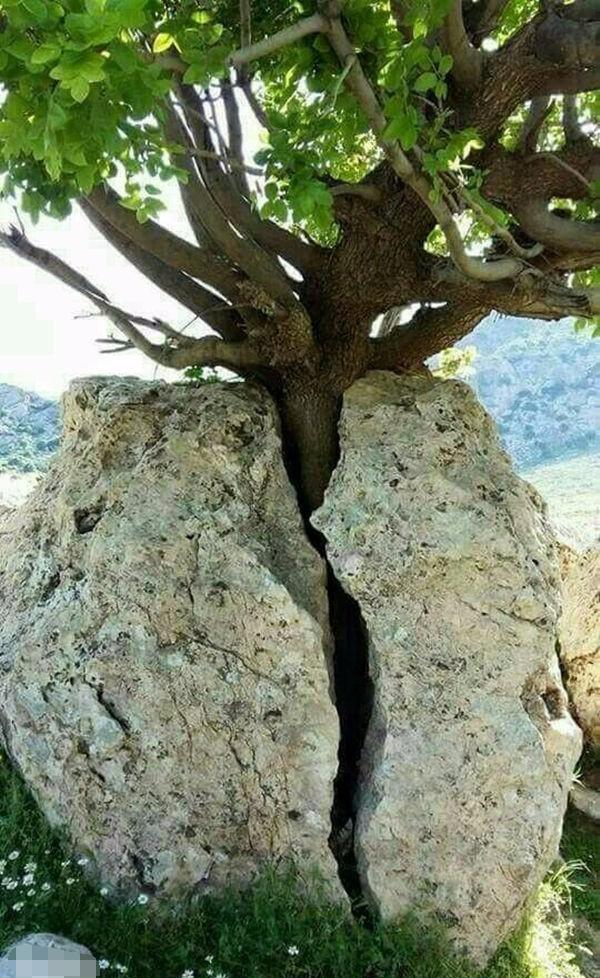 生命的力量: 树的坚韧, 让人赞叹活着的可贵!