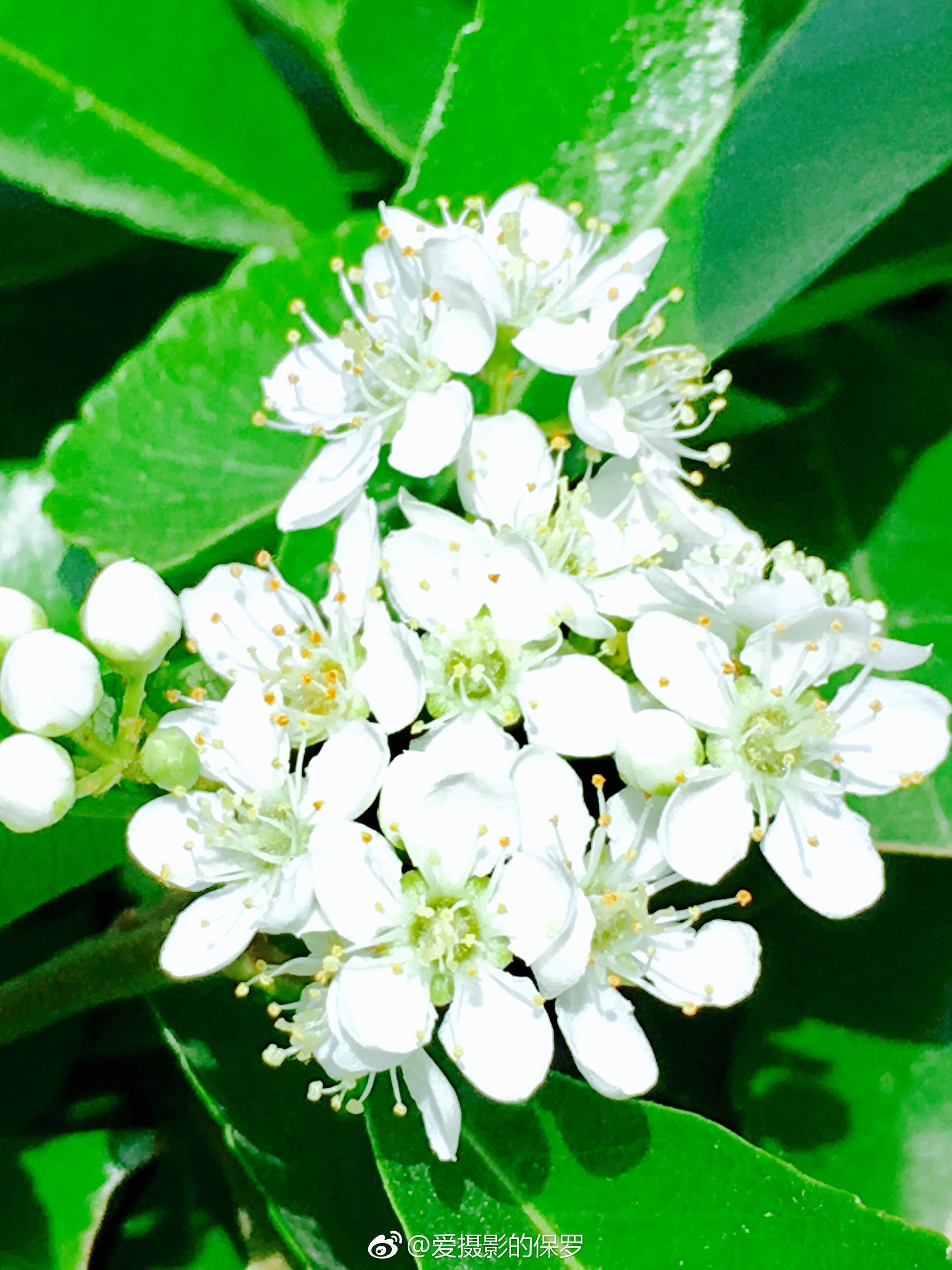 为何当化肥的尿素，竟会让韩国和澳洲两个发达国家先后...