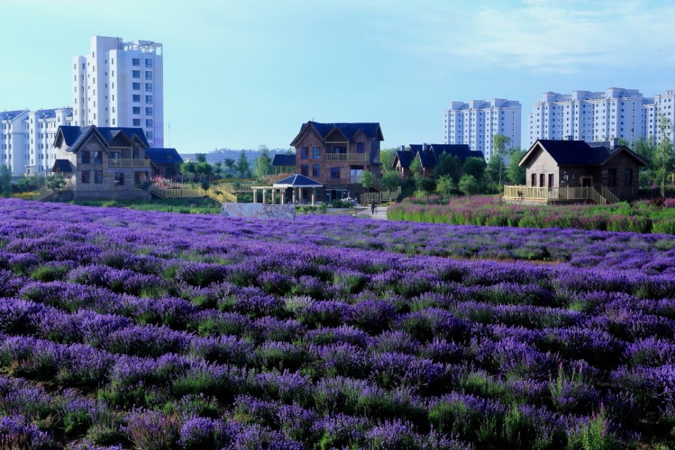 金昌人口_金昌鱼图片