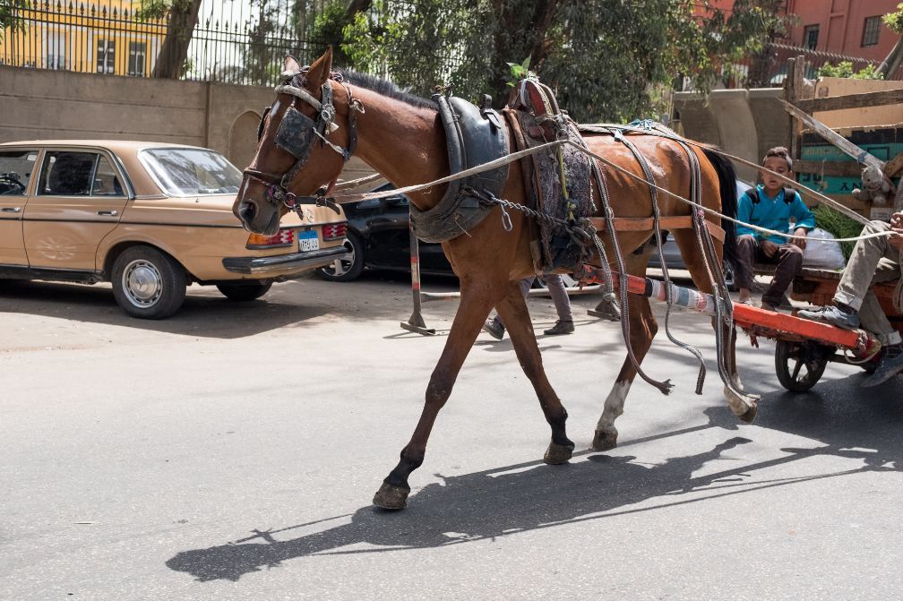 埃及首都开罗实拍,不如中国四线城市发达,却比
