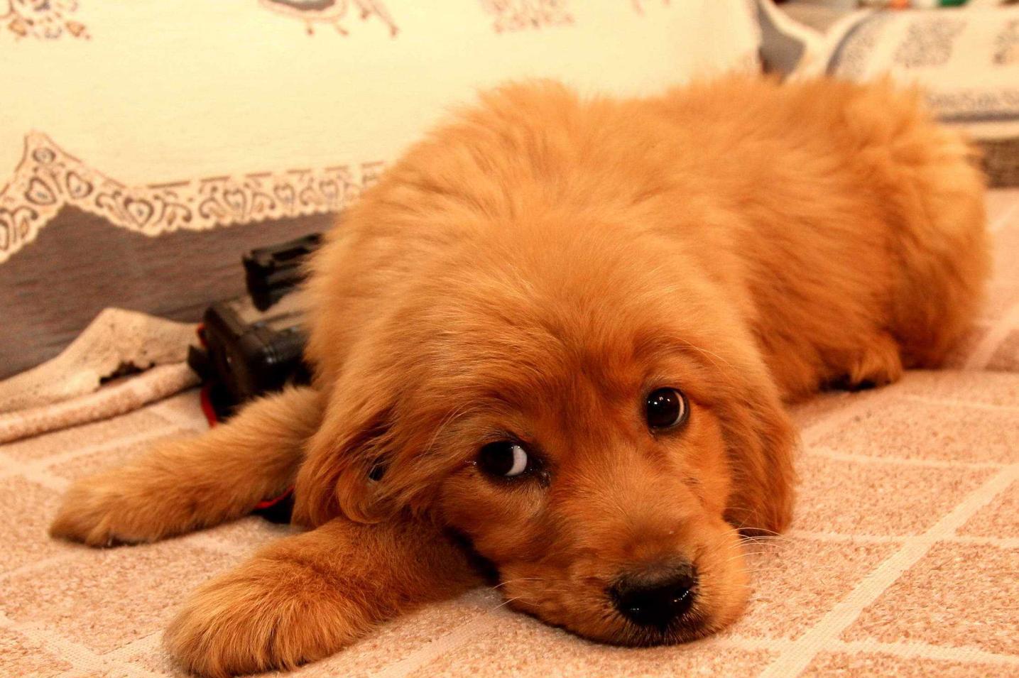 如何挑选金毛犬幼犬