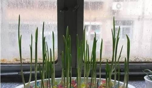 实用干货:大蒜水培,一年四季都有蒜苗吃!