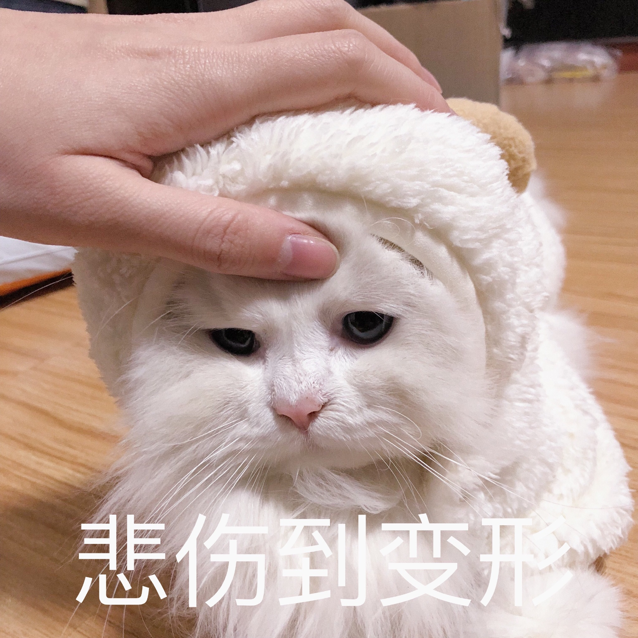 喵咪表情包ε"对方拒绝了你的摸摸