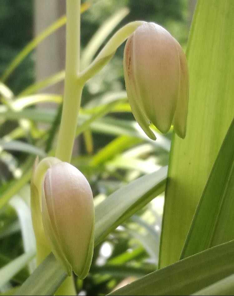 大盆建兰四季兰彩凤,花开热闹