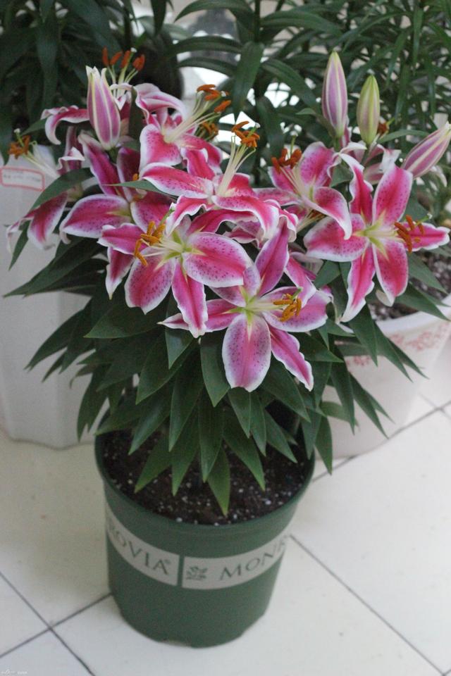 香水百合花期不定,一年四季都可开花,花开一朵