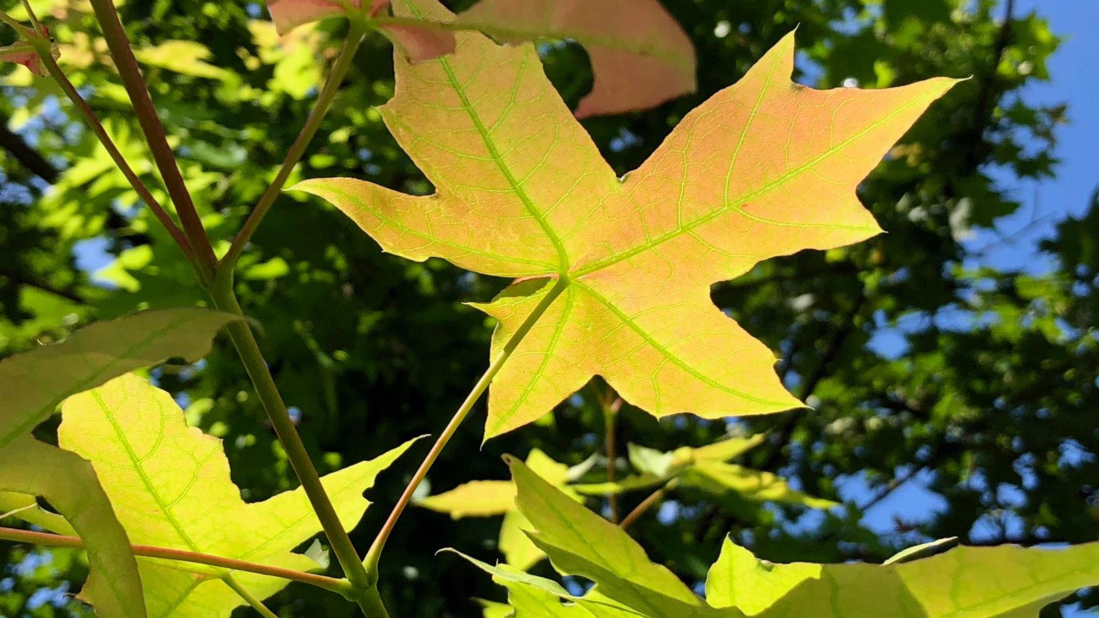 夏天也可以赏红叶,彩叶,槭树科植物元宝枫