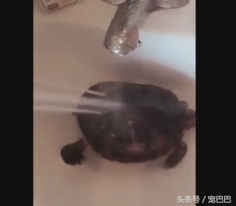 乌龟洗澡高兴过头,主人:洗个澡都不正经!