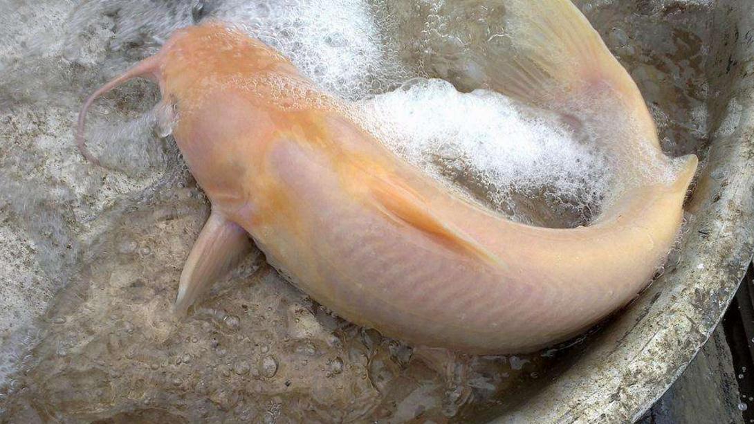 没有学名叫清江鱼的鱼,那它到底是个啥?标准