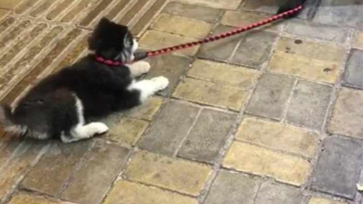 一只不想回家的哈士奇,即使主人强拉,它也不愿