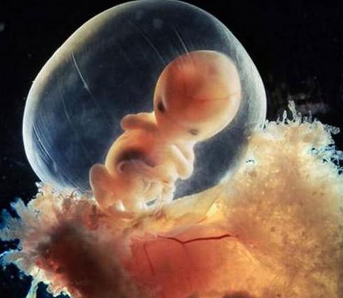 记录下人类孕育生命的过程, 小生命就是这样诞生的