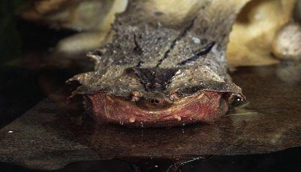 地球上10大最怪异的动物, 第一眼睛大于脑袋,