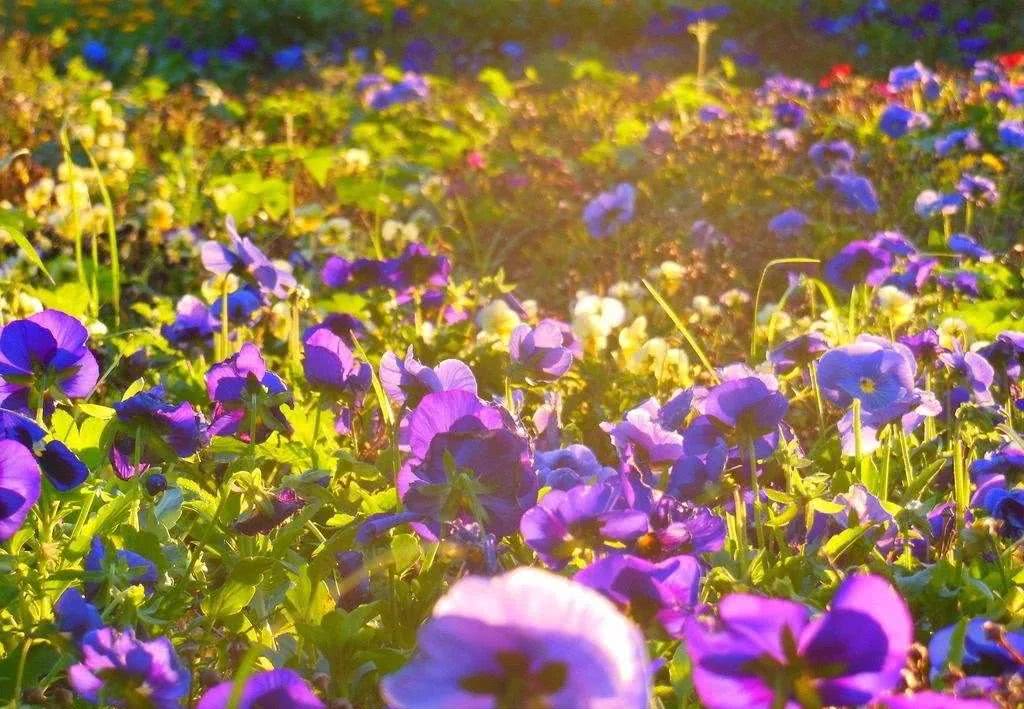 早安心语正能量 2018早安正能量图片!