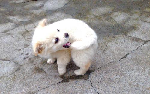 宠物狗狗追着自己的尾巴转圈咬,我今天才知道