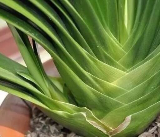 君子兰长出茎底芽、叶间芽、茎侧芽怎么办?用