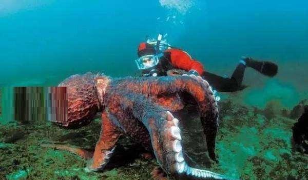 地球上最大的章鱼, 太平洋巨型章鱼9米, 捕食鲨鱼为生
