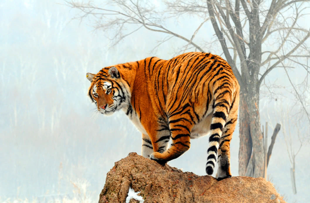 百兽之王老虎是否真是无敌的存在,哪几种动物可以与之