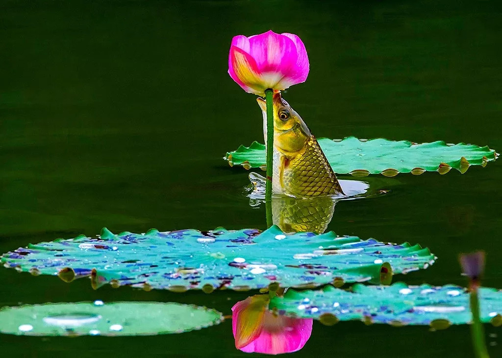 鱼吃荷花的精彩瞬间|摄影师程幸福抓拍作品欣赏
