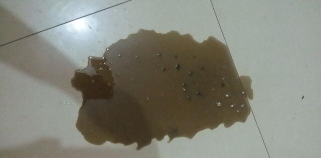 狗狗不吃不喝拉稀吐黄水是什么病?