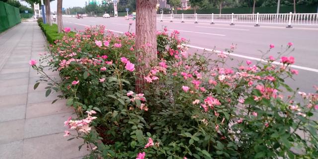 晓雨出品:坚果Pro2特别版上手简评; 特别版究竟