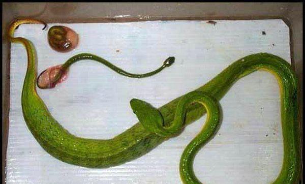 一个大蛇一个小蛇看图猜成语_看图猜成语(3)