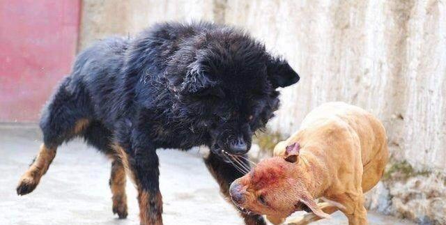 东方神犬VS世界最强的狗 谁是霸主? (图)