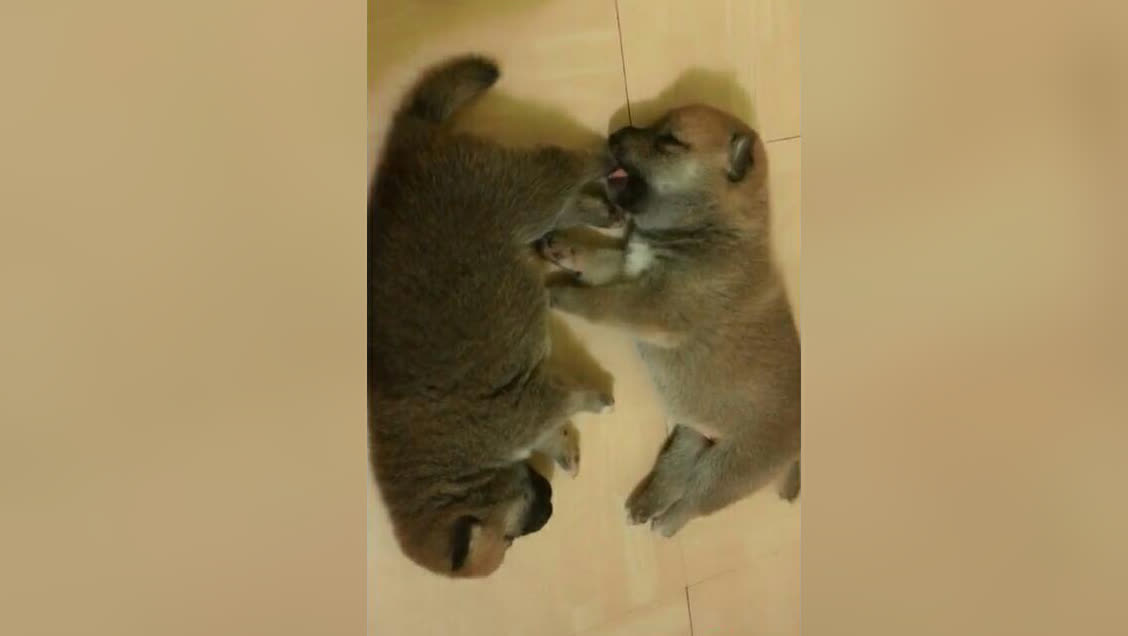 柴犬宝宝超喜欢吃妹妹的脚,真的这么好吃嘛!