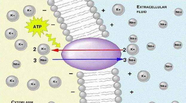 一罐红牛危害有多大? 看完你还敢经常喝能量饮