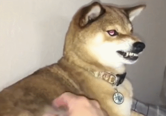 壁纸 动物 狗 狗狗 578_405 gif 动态图 动图