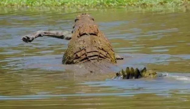 落水的非洲二哥鬣狗再凶猛,都难逃大鳄鱼的巨