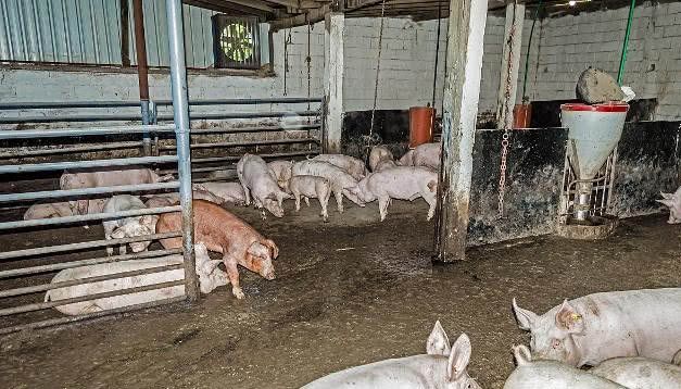 猪流感多发,养猪人应该如何预防?