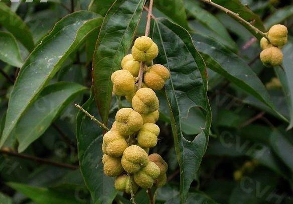 巴豆并不单纯! 用不好是毒药, 用得好就是救命