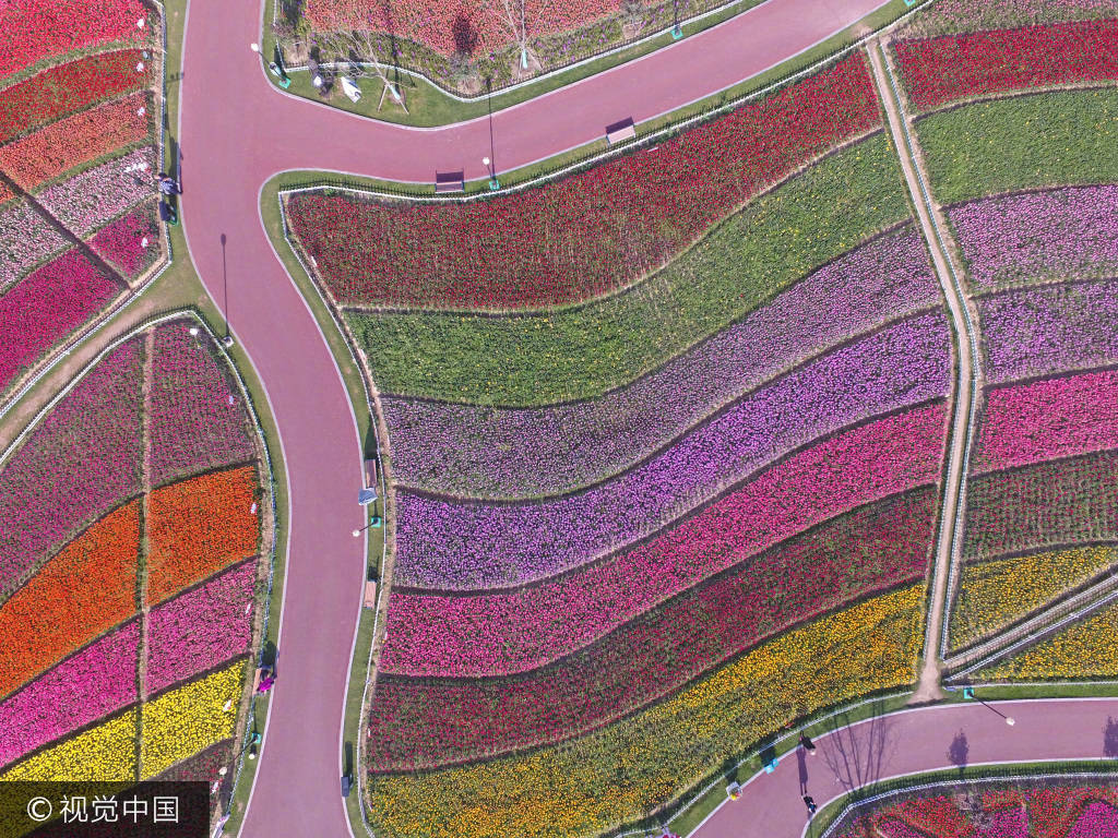 江苏省大丰荷兰花海,无人机航拍上千亩的郁金香