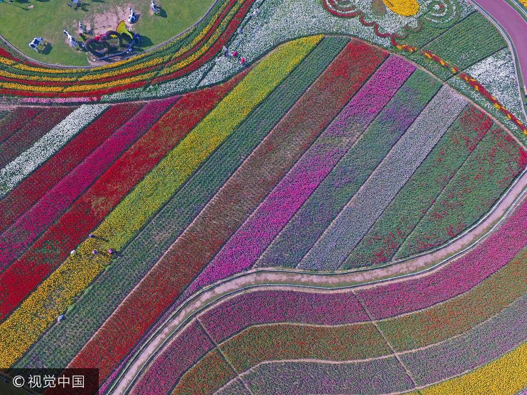 江苏省大丰荷兰花海,无人机航拍上千亩的郁金香