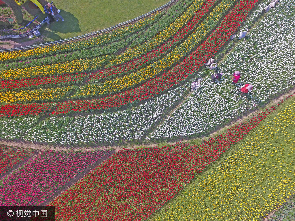 江苏省大丰荷兰花海,无人机航拍上千亩的郁金香