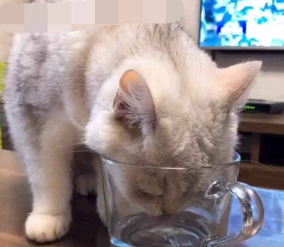 猫咪口渴跑上桌喝水,碰巧被主人看见,看到猫咪神色笑到捧腹