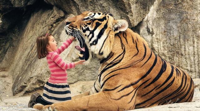 世界上没有完全被驯化的狮子和老虎,可爱和可