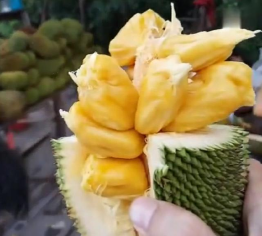 泰国街头的迷你菠萝蜜,这么小,吃十个都没问题