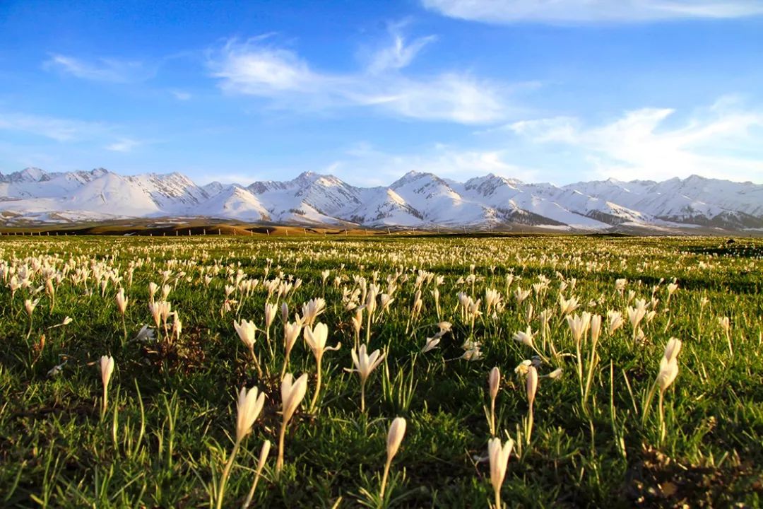 不负春光，赏花伊犁那拉提