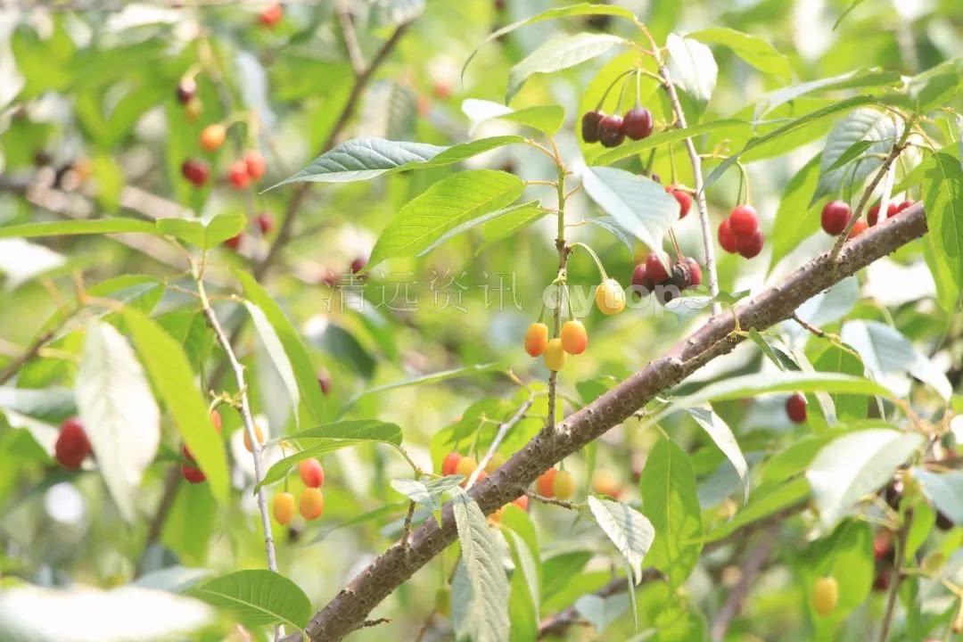 但樱花重在其花瓣的观赏性 樱桃则更侧重果实的品质 樱花结出来的果子