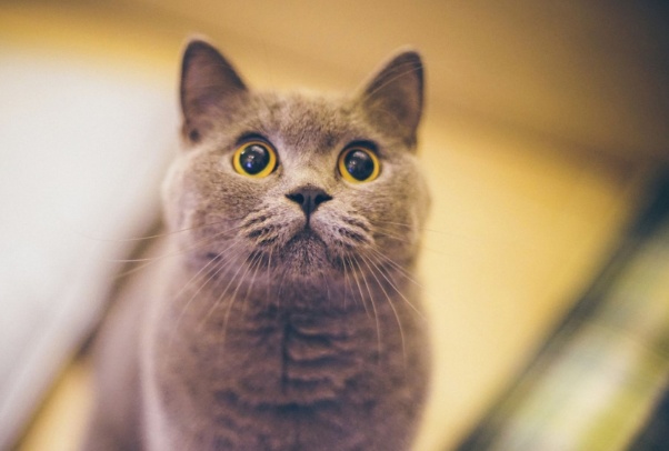 什么品种的猫最好养?十大比较好养的猫!你家养的猫听话吗?|猫|暹罗猫 ...
