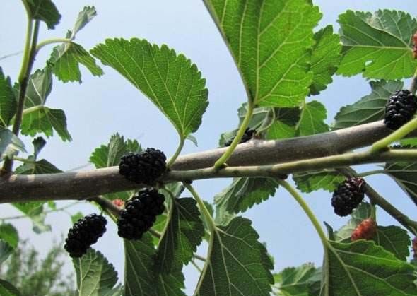 农村常见的一种树木,多数人只知道其中一个作