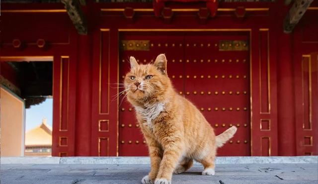 中国最会卖萌的猫咪都去故宫了!181只超美御猫