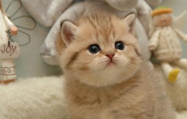 钟了解猫慢性疾病,省去宠物医院的钱给我家猫