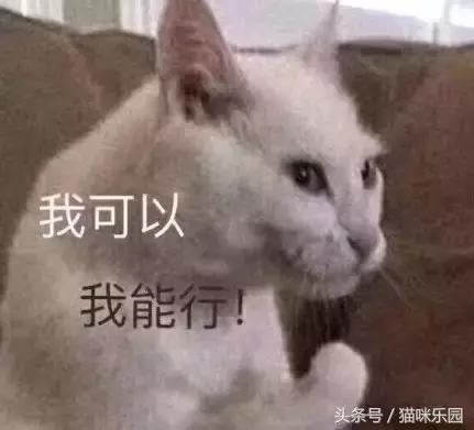 我也想要毛茸茸的小猫咪.|表情包|专用|猫咪_新浪新闻