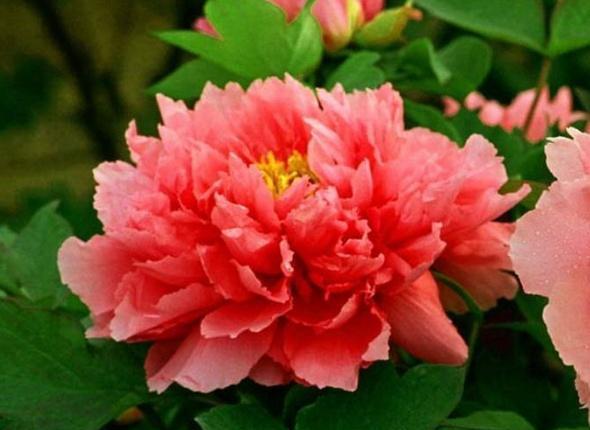 心理测试:4朵牡丹花,哪朵最妖艳?测你什么时候会有钱