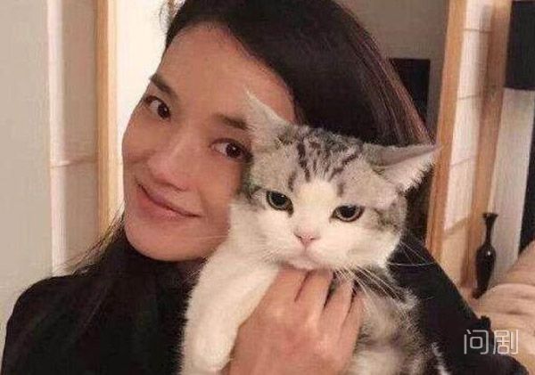 崔永元养的猫是什么品种 原来他也是一位猫奴