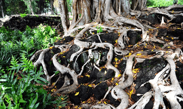 世界哪里游客可以近距离看火山: 美国夏威夷有