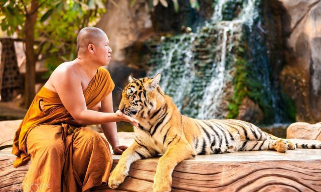 世界上没有完全被驯化的狮子和老虎,可爱和可